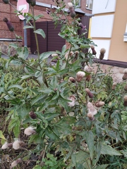 Cirsium arvense