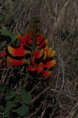 Erythrina acanthocarpa