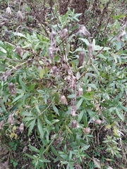 Cirsium arvense