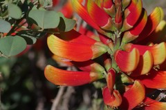 Erythrina acanthocarpa