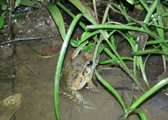 Limnonectes modestus