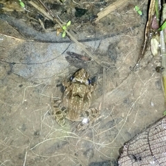 Limnonectes modestus