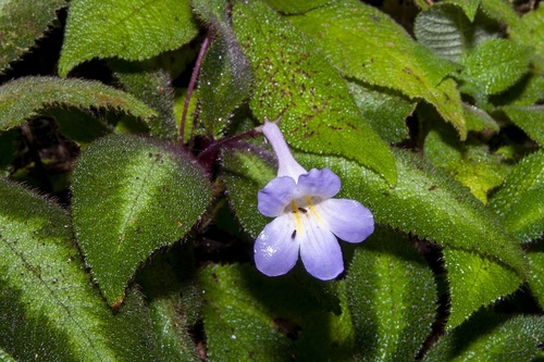 Henckelia curtisii