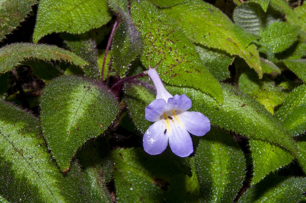 Henckelia curtisii