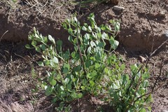 Erythrina acanthocarpa