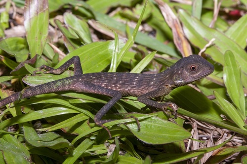 Shen Long Green Crested Lizard, Bronchocela shenlong