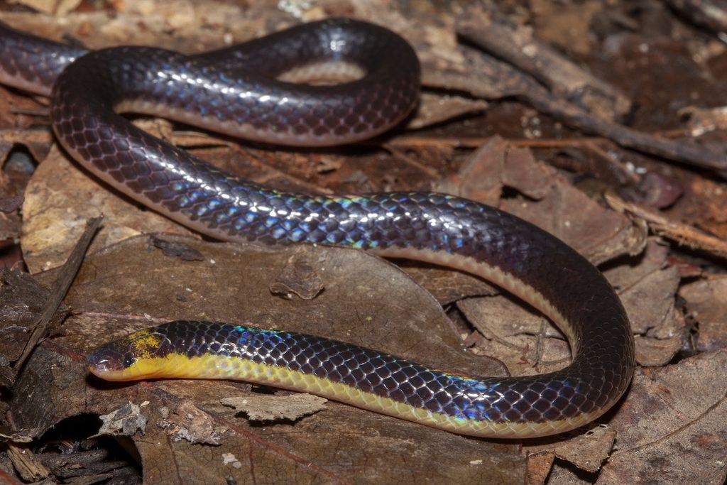 Red-headed Reed Snake