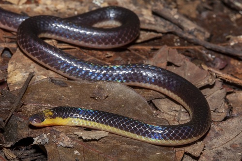 Red-headed Reed Snake