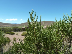 Parastrephia lepidophylla