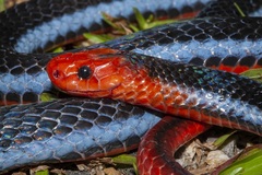 Blue Coral Snake photo 2