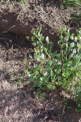 Erythrina acanthocarpa