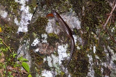 Sphenomorphus praesignis