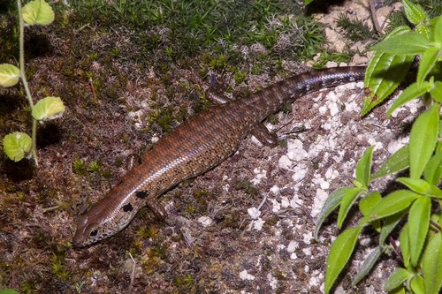 Blotched Forest Skink