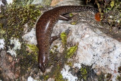 Sphenomorphus praesignis