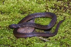 Macrocalamus chanardi