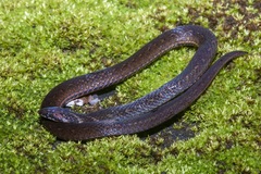 Macrocalamus chanardi