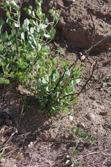 Erythrina acanthocarpa