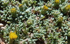 Senecio moqueguensis