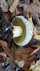 Caloboletus marshii