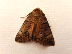 Dysbatus stenodesma