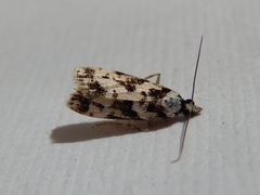Eudonia aphrodes