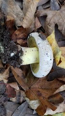 Caloboletus marshii