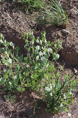 Erythrina acanthocarpa