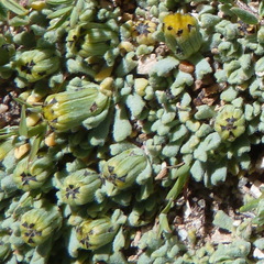 Senecio moqueguensis