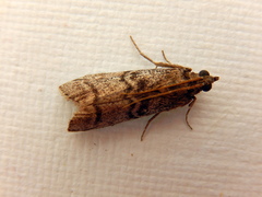 Cryptoblabes euraphella