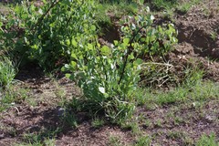 Erythrina acanthocarpa