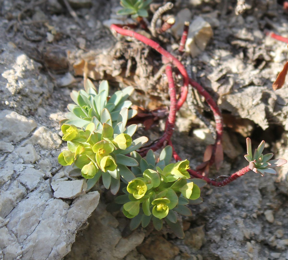 Euphorbia saxatilis