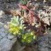 Euphorbia saxatilis - Photo (c) Norbert Sauberer, μερικά δικαιώματα διατηρούνται (CC BY-NC), uploaded by Norbert Sauberer