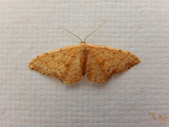 Idaea halmaea