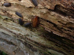 Drymaplaneta heydeniana