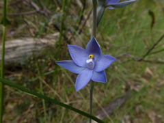 Thelymitra × truncata