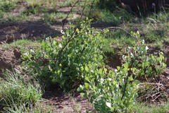 Erythrina acanthocarpa
