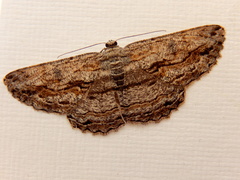 Scioglyptis loxographa