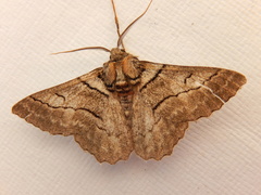 Hypobapta tachyhalotaria