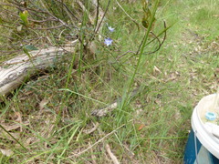 Thelymitra × truncata