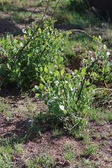 Erythrina acanthocarpa