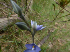 Thelymitra × truncata
