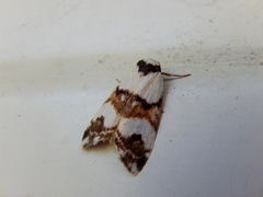 Thallarcha albicollis