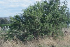 Vachellia karroo
