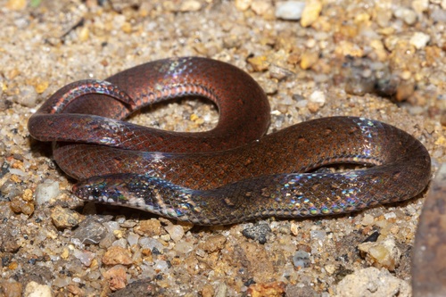 Chanard’s Reed Snake, Macrocalamus chanardi