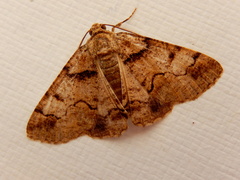 Cryphaea xylina