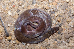 Macrocalamus chanardi