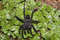 Liphistius malayanus