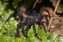 Liphistius malayanus