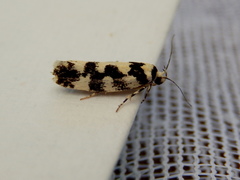 Lichenaula melanoleuca