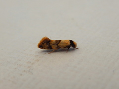 Euphiltra celeteria
